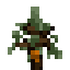 rubber tree sapling