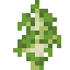 birch sapling