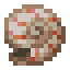 nautilus shell