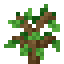 OAK_SAPLING