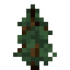 spruce sapling