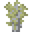 socotra dragon sapling