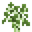birch sapling