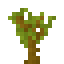 acacia sapling