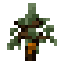 rubber tree sapling