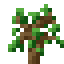 oak sapling