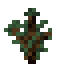 spruce sapling