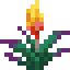torchflower